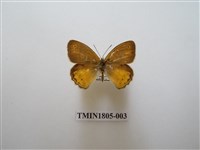 藏品(蛇目蝶科)的圖片